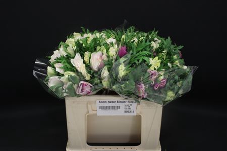 <h4>Anem Zwaar Bicolor Fuccia</h4>