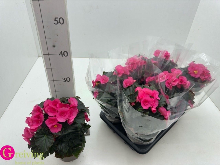 <h4>BEG HL ADONIA PINK</h4>