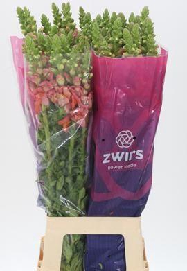 <h4>ANTIR POTO D ORANGE</h4>