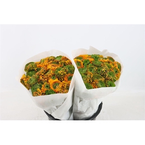 Ran Ponpon Ex Merlino