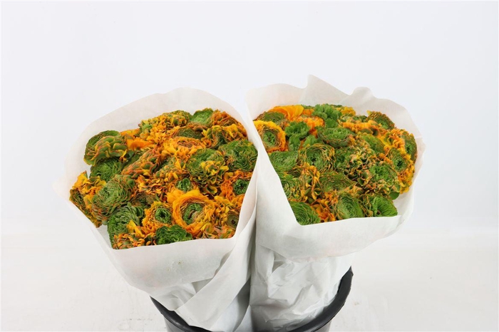 <h4>Ran Ponpon Ex Merlino</h4>