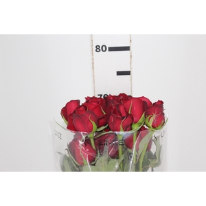 ROSA SAMOURAI 070 CM ESTUFA