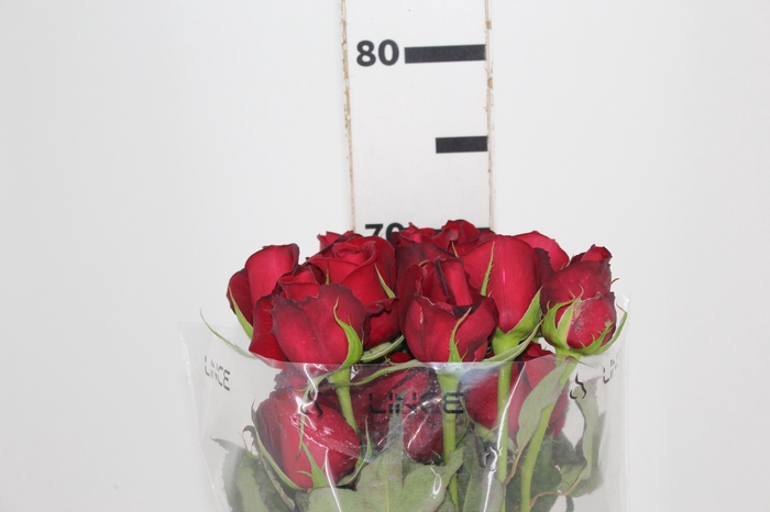 <h4>ROSA SAMOURAI 070 CM ESTUFA</h4>