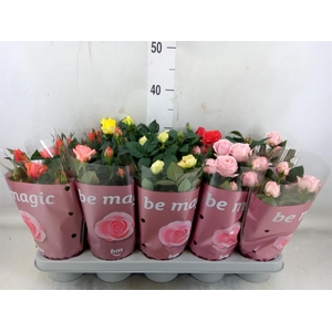 Rosa  'Beau Monde'   ...mix