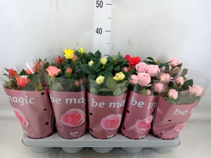 <h4>Rosa  'Beau Monde'   ...mix</h4>