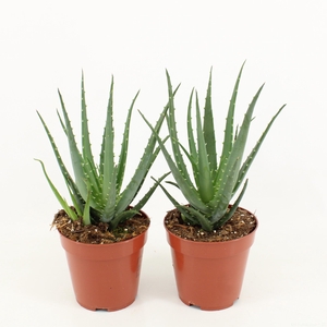 Aloe Mohawk