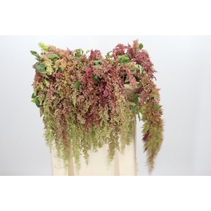 Amaranthus caudatus 'Magic Spider'