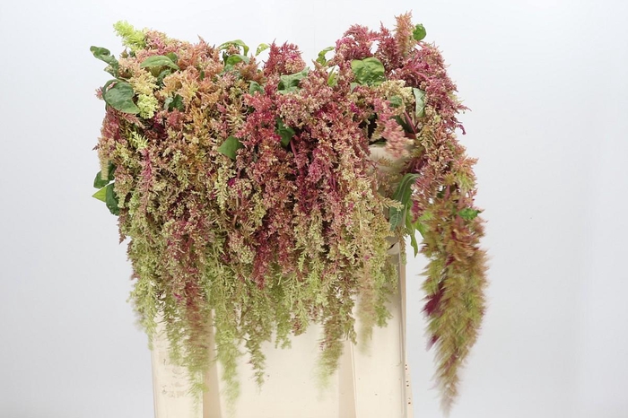 <h4>Amaranthus caudatus 'Magic Spider'</h4>