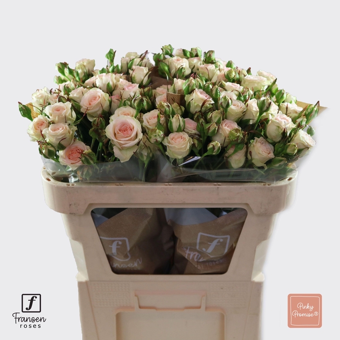 <h4>R TR Pinky Promise 70cm</h4>