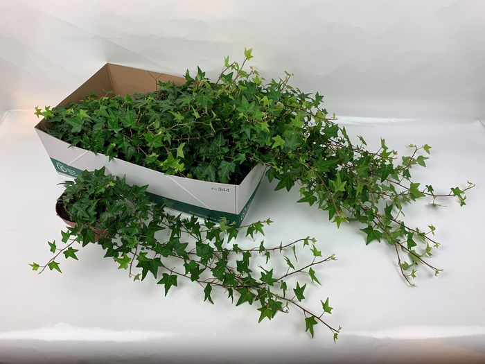 <h4>HED HE ELJA</h4>