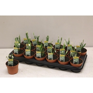 GALANTHUS NIV IN POT