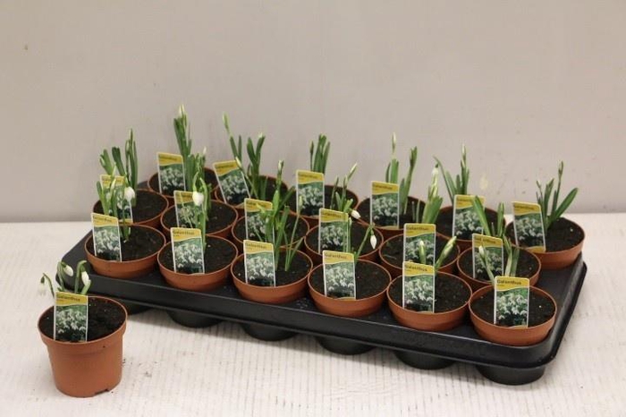 <h4>GALANTHUS NIV IN POT</h4>