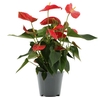 Anthurium Casparo in Transparant sleeve