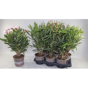 NERIUM OLEANDER OV