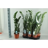 Zamio Zamiifolia