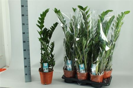 Zamio Zamiifolia