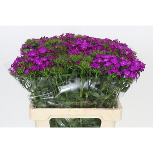Dianthus Br Amazon Neon Purple