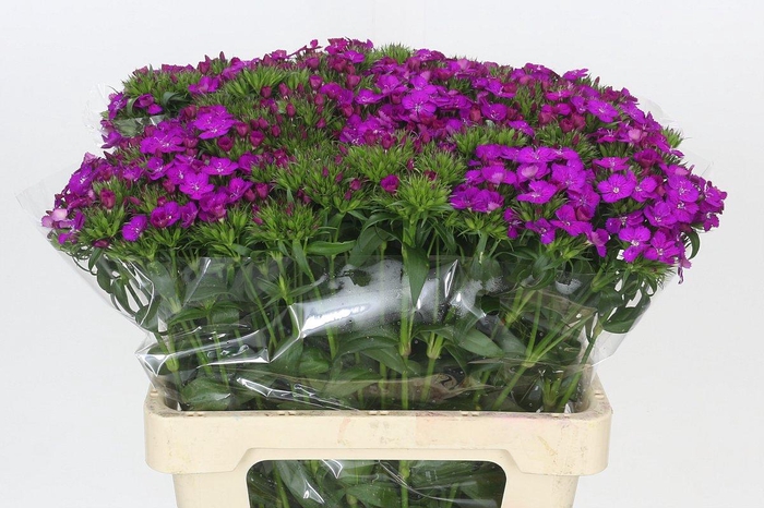 <h4>Dianthus Br Amazon Neon Purple</h4>