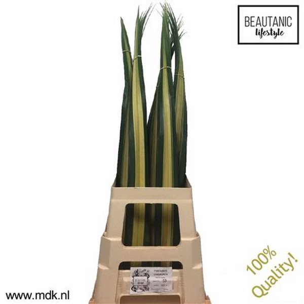 <h4>Pandanus Leaf Variagata MDK</h4>