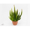 Calluna vulg. 'Skyline'   ...mix 3