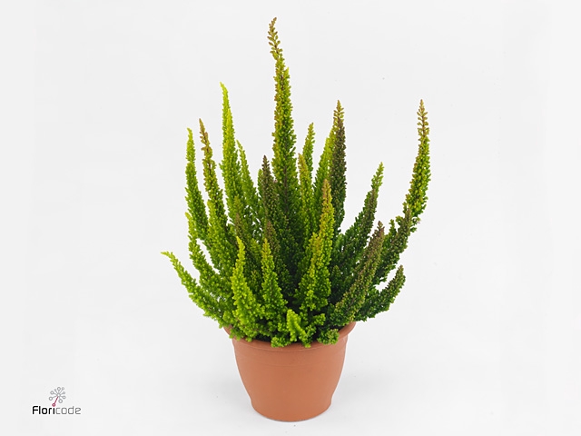 Calluna vulg. 'Skyline'   ...mix 3