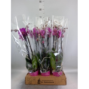 Phalaenopsis   ...lilac