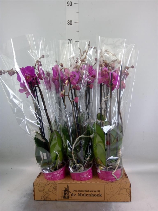 <h4>Phalaenopsis   ...lilac</h4>