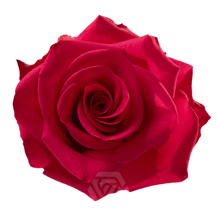 <h4>R GR V.I.PINK</h4>