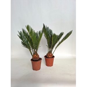 CYCAS REVOLUTA