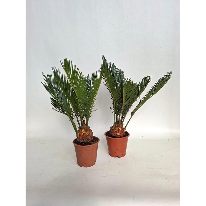 <h4>CYCAS REVOLUTA</h4>