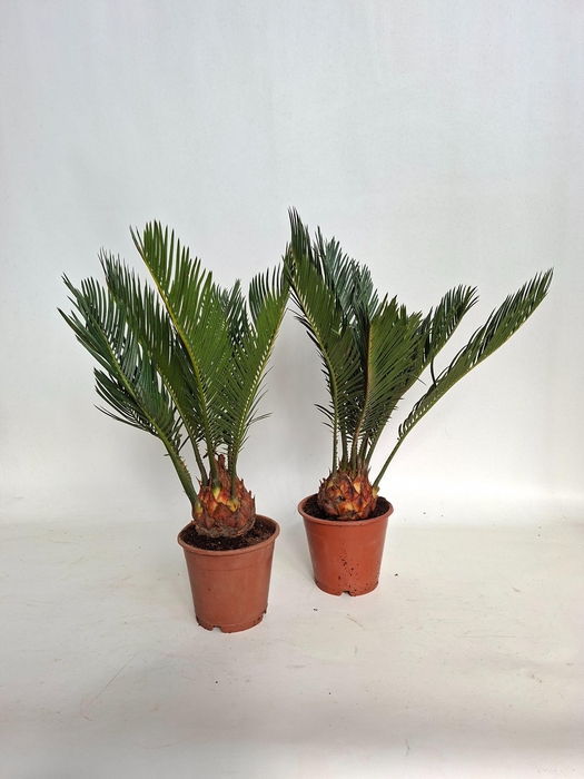 CYCAS REVOLUTA