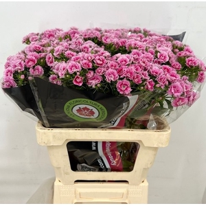 Dianthus Br Doblino Fans