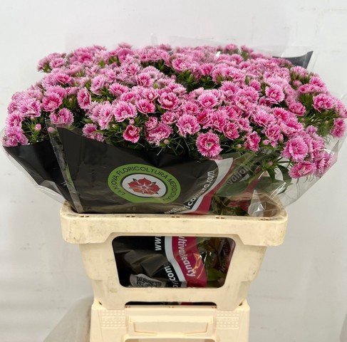 <h4>Dianthus Br Doblino Fans</h4>