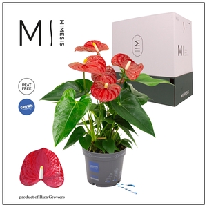 Mimesis Anthurium KARMA Red - 12cm