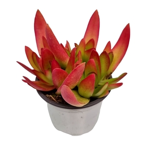 Crassula ' On Fire' - 801