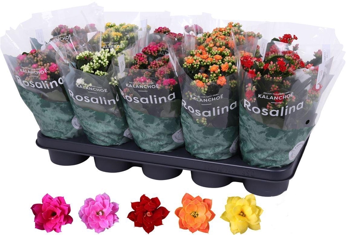 <h4>Kalan Gev Gemengd</h4>