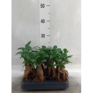 Ficus microcarpa 'Ginseng'