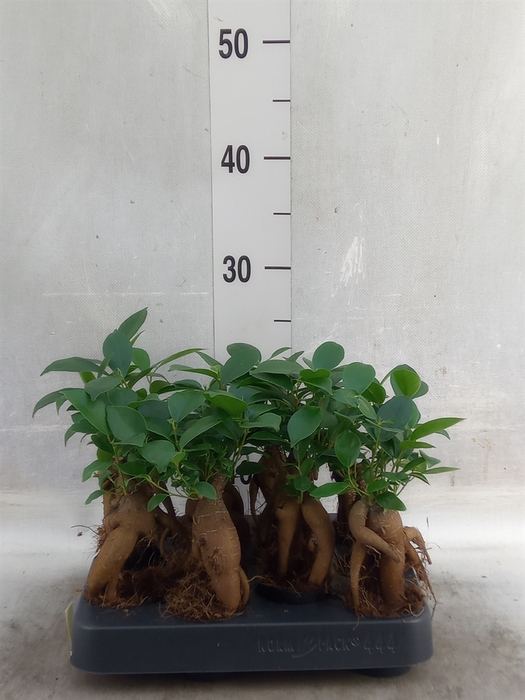 <h4>Ficus microcarpa 'Ginseng'</h4>