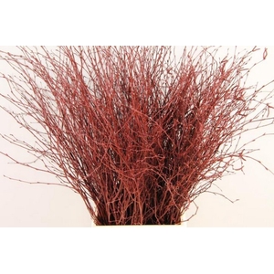 Betula paint bordeaux