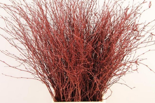 Betula paint bordeaux