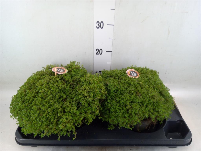 <h4>Thymus vulgaris</h4>