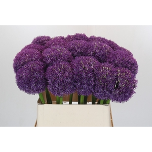 Allium Pinball Wizard