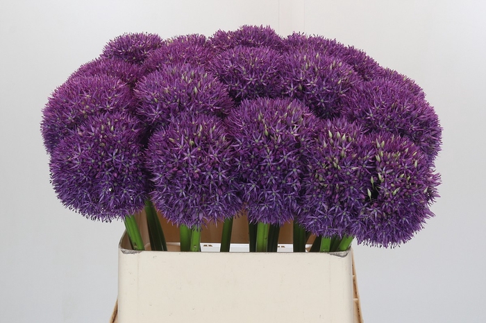 <h4>Allium Pinball Wizard</h4>
