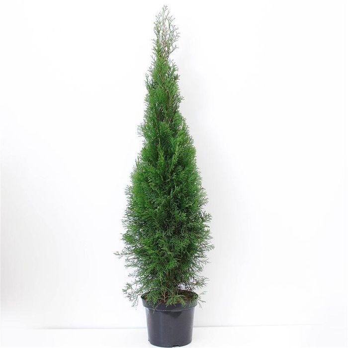 <h4>Thuja occidentalis 'Smaragd' (zonder etiket)</h4>