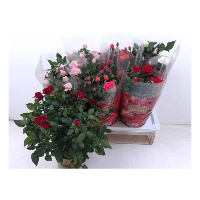 <h4>RO FAV RO GEM 5 SRT</h4>