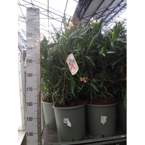 Nerium oleander   ...