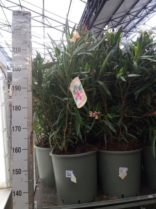 <h4>Nerium oleander   ...</h4>
