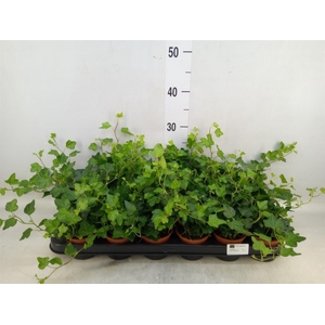 Hedera helix 'Wonder'