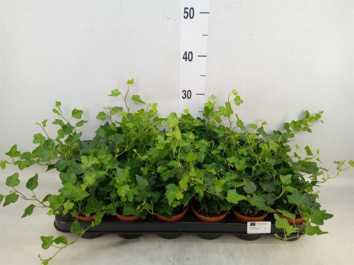 <h4>Hedera helix 'Wonder'</h4>