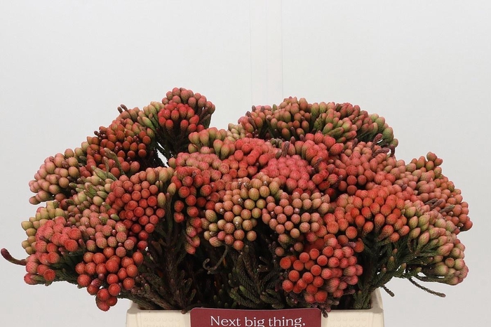 <h4>BRUN LA RED</h4>